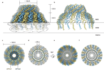 PHB complex