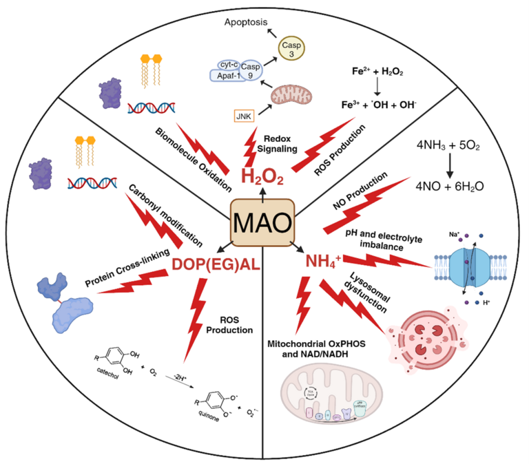 Mechanisms of MAO mediated toxicity
